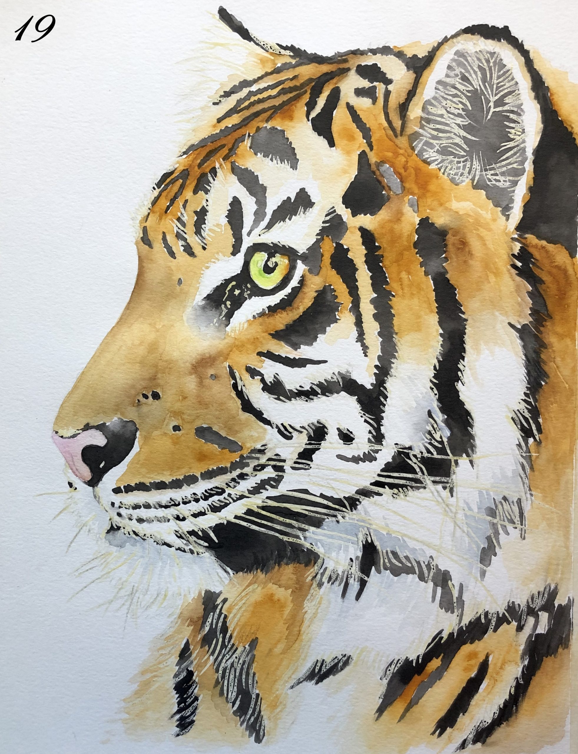 Acuarela - Tigre - Imagen 3