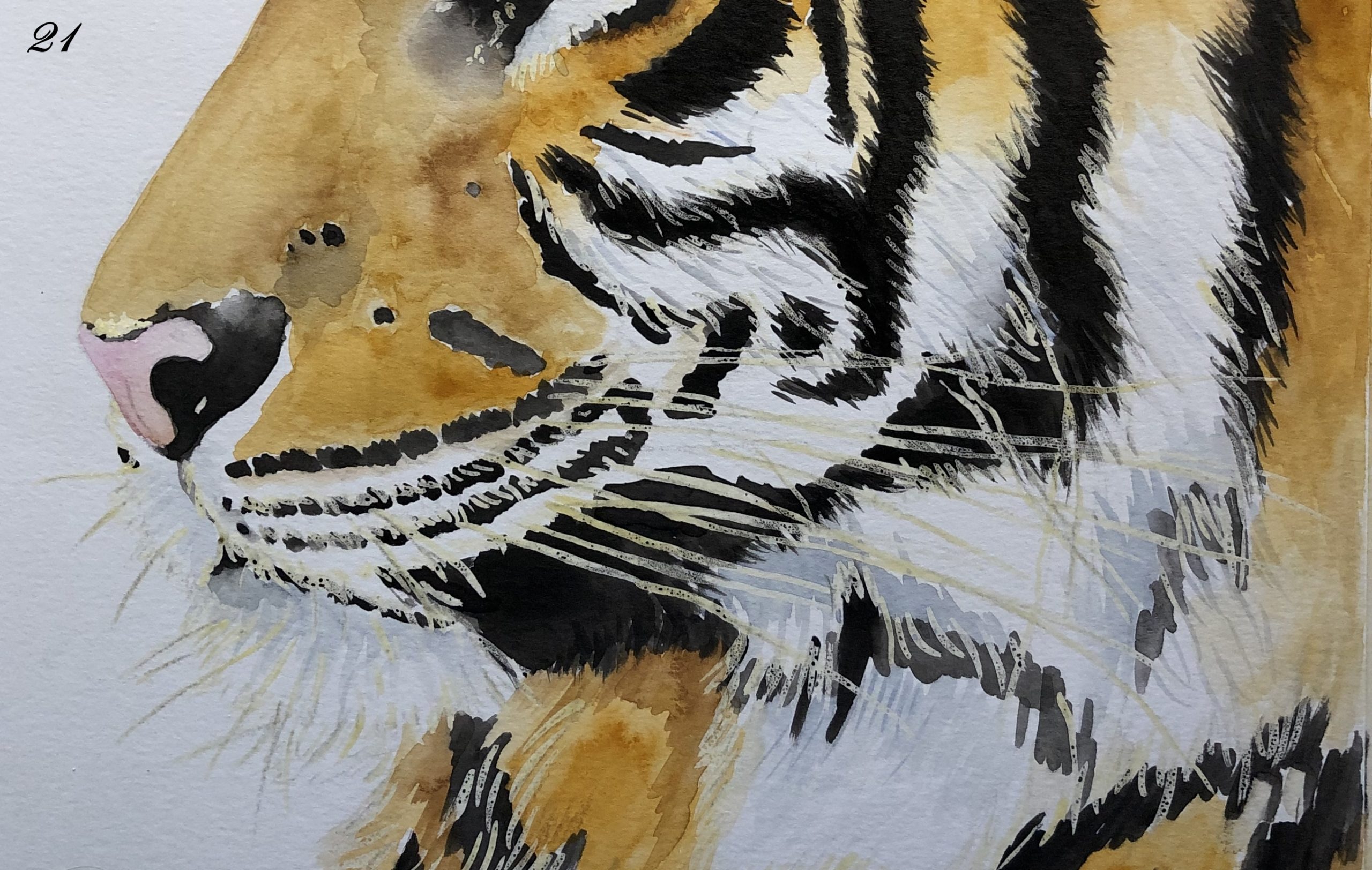 Acuarela - Tigre - Imagen 2